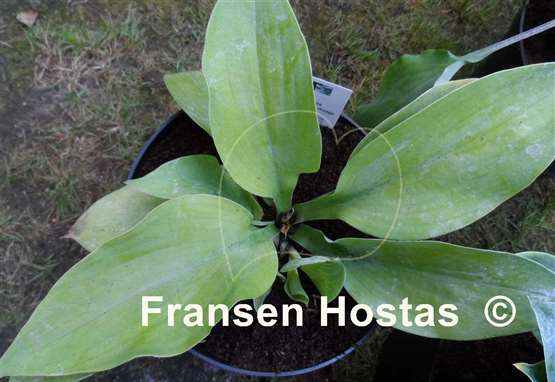 Hosta Chartreuse Wedge